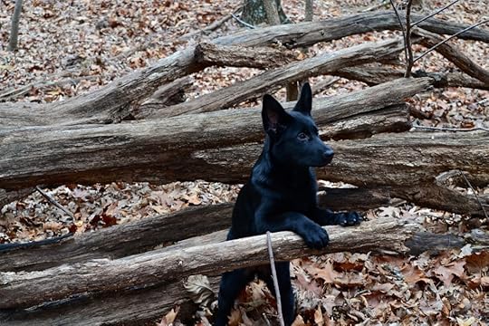 Coda in the woods