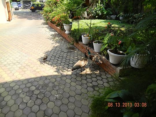 PEACOCKS IN THE DRIVEWAY