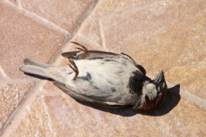 Sparrow
