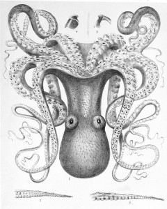 Octopus