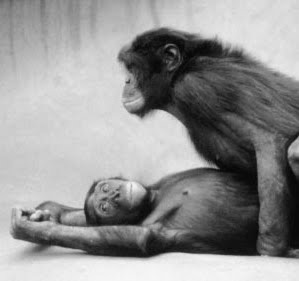 Bonobo