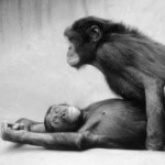 Bonobo