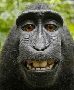Monkey
