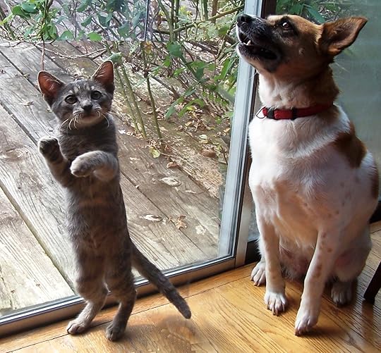Mia and Percy--Tabby kitty and Corgi Mix
