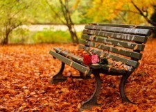 Autumn Roses