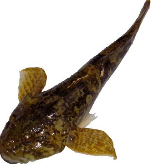 Bullheads