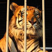 Tony the Tiger