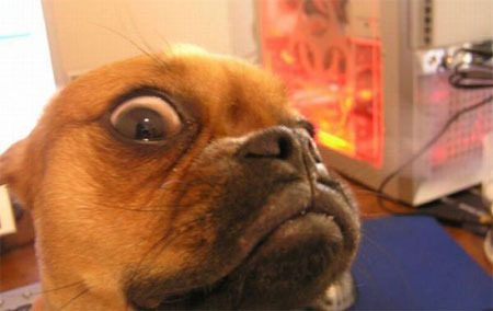 WTF dog photo wtf-dog_zpsbafdbe9d.jpg