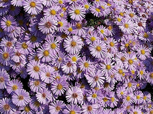 Asters - Carol Cox