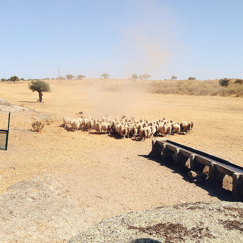 churra do campo