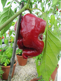 Large red chilli pepper