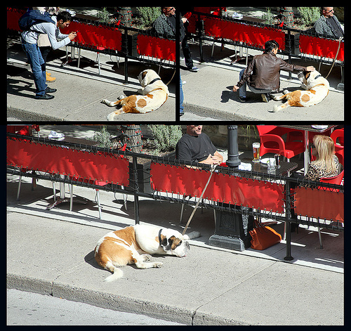 Canadian Dogs