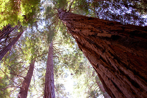 California redwood