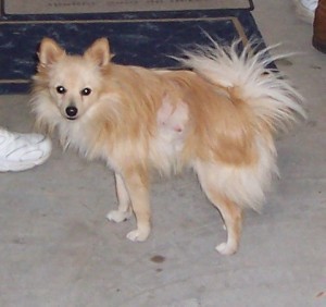 Lost puppy