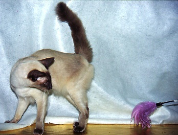 BalineseTail