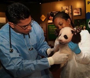Carlos Sanchez giant panda cub veterinary exam UVP 005: Zoo & Wildlife Veterinarian Dr. Carlos Sanchez