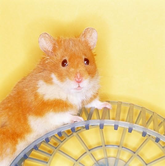 Hamster Posing on Exercise Wheel