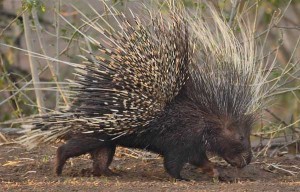 porcupine