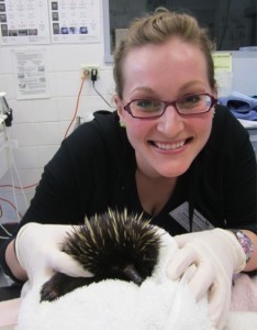 Briana Hallman echidna Australia 234x300 Wildlife Veterinary Externship in Australia: Taronga Zoo