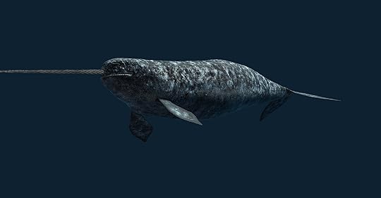 a narwhal