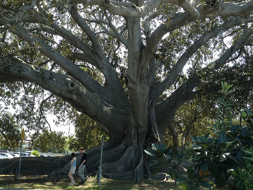 Fig Tree, Santa Barbara