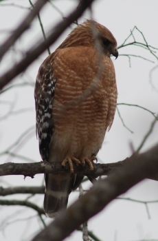 red-shouldered-hawk400