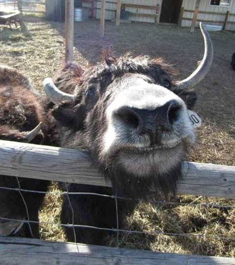 01-nose_0703 - Version 2