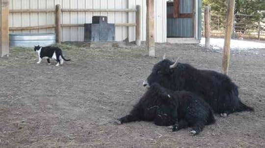 13-yaks-and-cat_0714