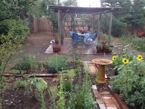The first monsoon rain drenching the garden.