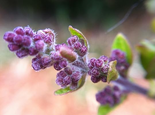 First Lilac Buds 2