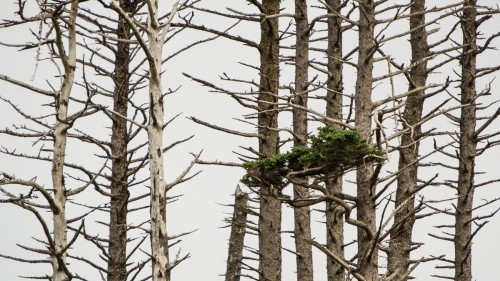 20130722-Haida-Gwaii-995