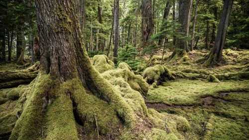 20130724-Haida-Gwaii-3182