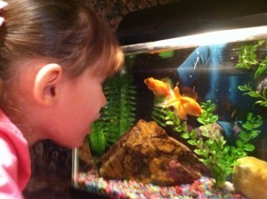 Emma looking at goldfish
