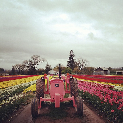 Stormy day here but we decided to make an adventure out of it so tulip festival it is! We are jumping in mud puddles and sitting atop pink trailers!