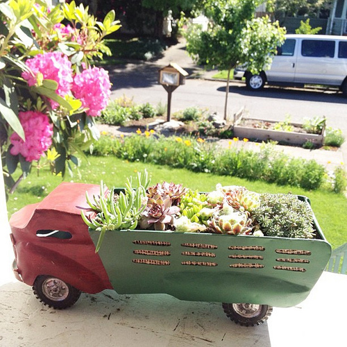 Our #succulents are super #happy with all this warm sun. And so are we. Love that you can see our #freelittlelibrary and #veggieboxes in this photo.