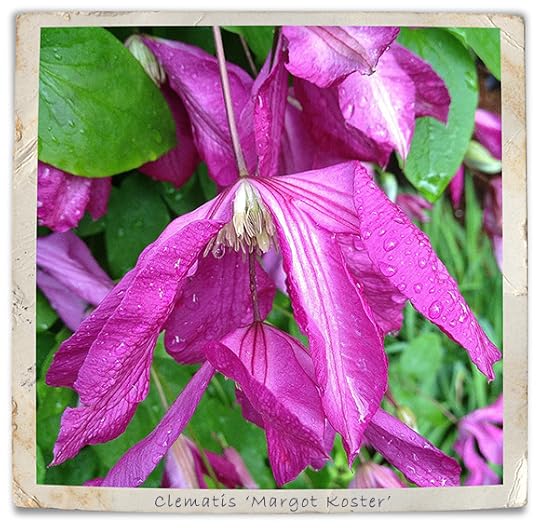 clematissmall2