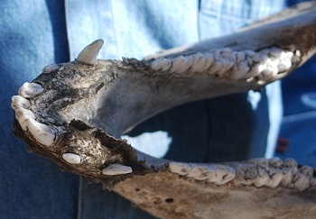 lower-jaw-dentition-pig094