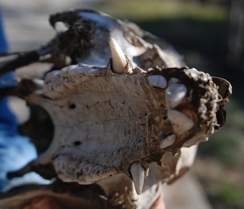 upper-dentition-pig093