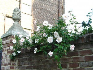 Savannah roses