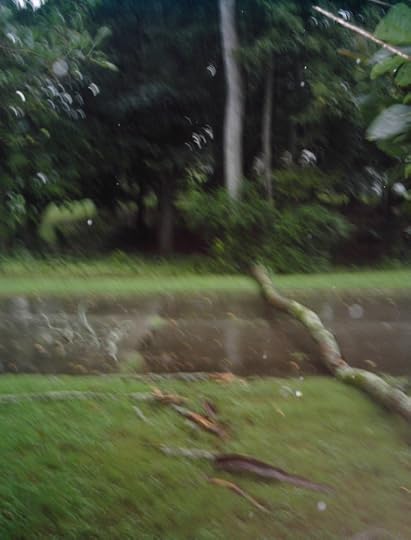 According to tradition, falling trees take precedence over writing new stuff. 