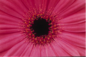 pinkdaisy