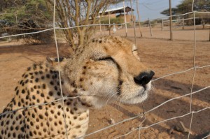cheetahfence