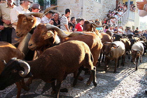 romaria das ovelhas