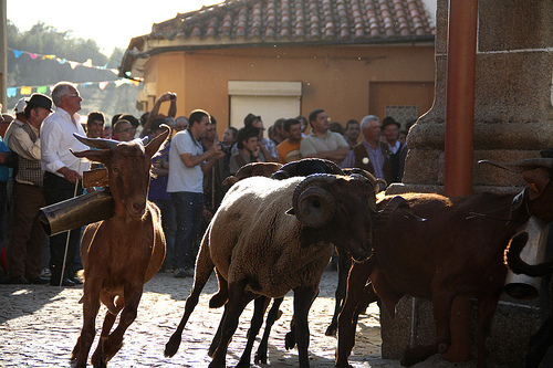 romaria das ovelhas