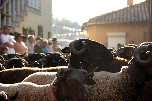 romaria das ovelhas