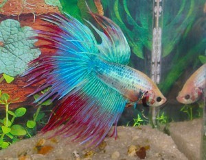 This betta fish gave The Marriage Pact four stars. (Photo credit: ibelieveinamy)
