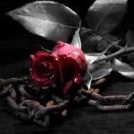 rose and cahin