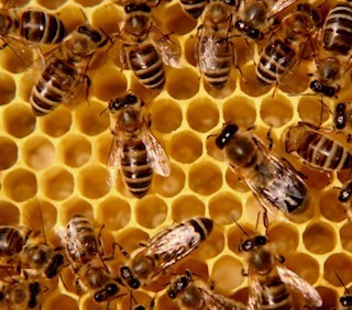beehive