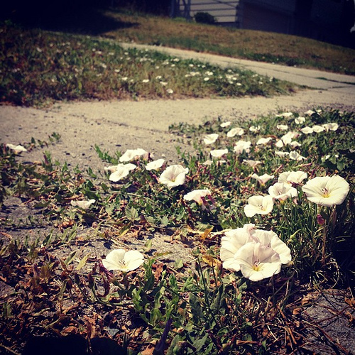 I like to think He left these here just for me. #seenonawalk #shalomsessions #madecourse