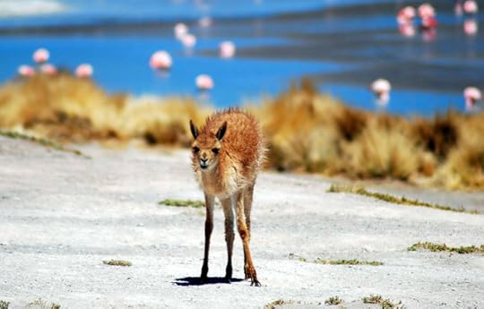 Baby Vicuna, Eduardo Avaroa Andean Fauna National Reserve, Southwest Bolivia
